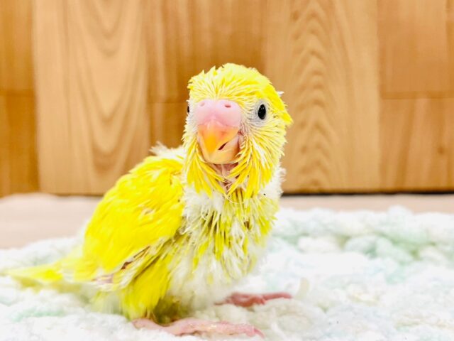 ぱっと輝くイエロー🌟セキセイインコ（ダブルファクター）ヒナ