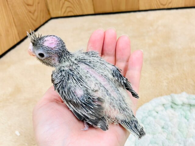 オカメインコ