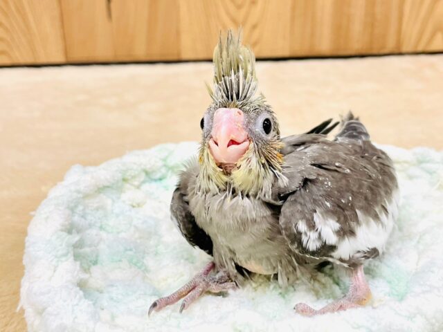 オカメインコ