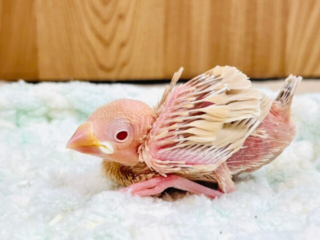 シナモン文鳥