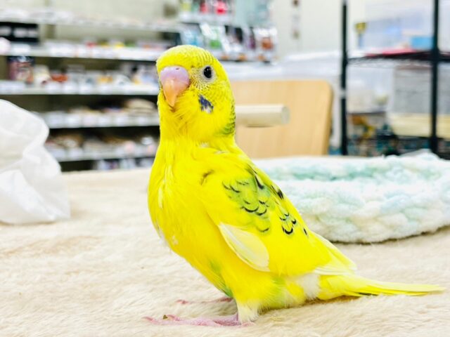 セキセイインコ