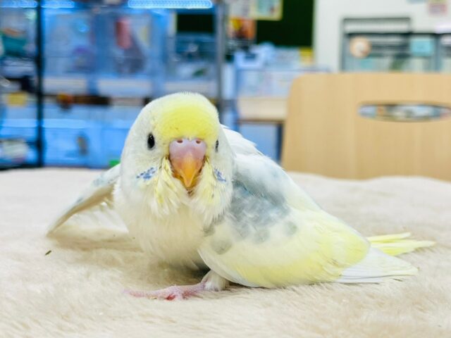 セキセイインコ