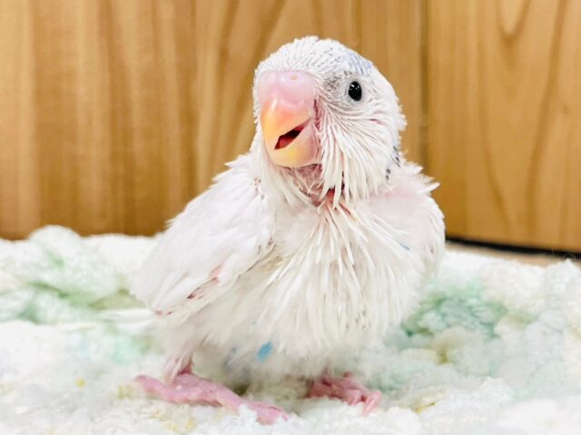 セキセイインコ