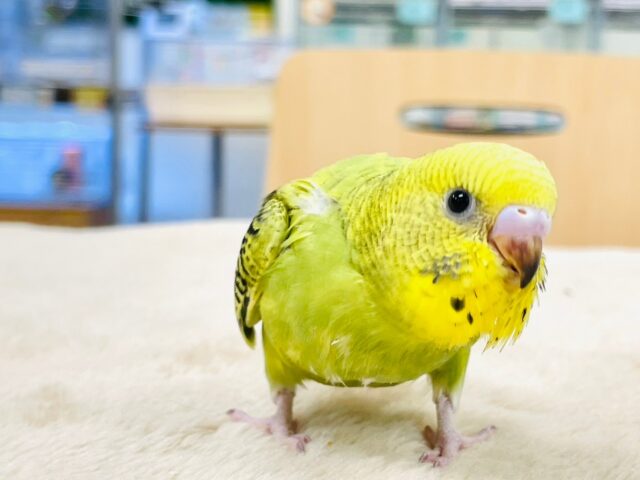 セキセイインコ