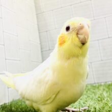 【最新画像更新☆☆】このカラーこそオカメインコ(。´･ω･)?　オカメインコ