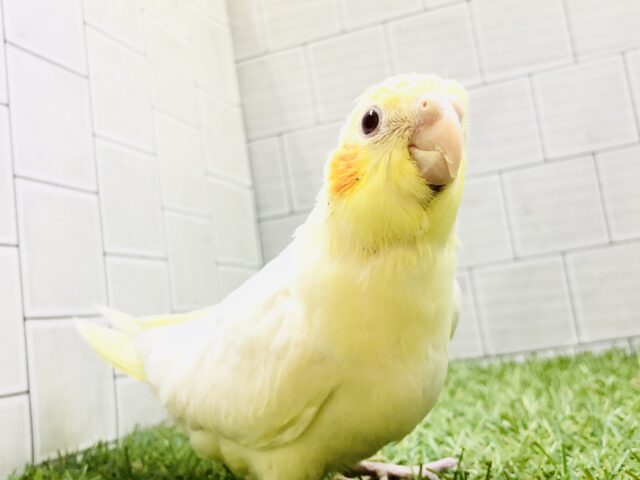 【最新画像更新☆☆】このカラーこそオカメインコ(。´･ω･)?　オカメインコ