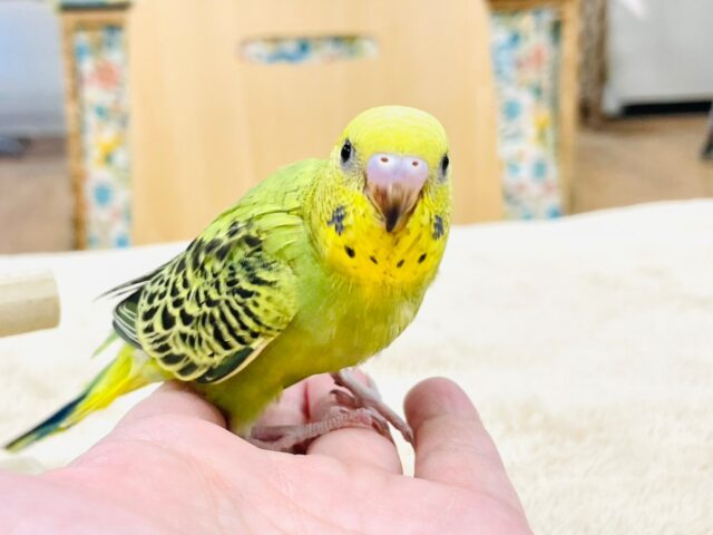 セキセイインコ