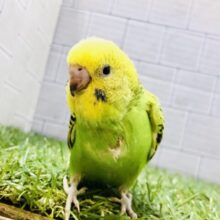 緑にまぎれるアーミースタイル🍃　セキセイインコ