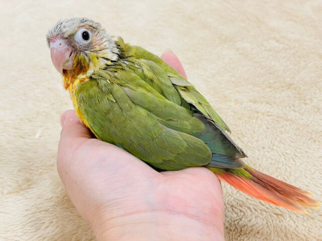 ホオミドリウロコインコ