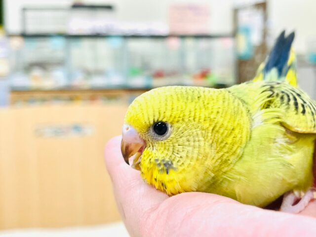 セキセイインコ