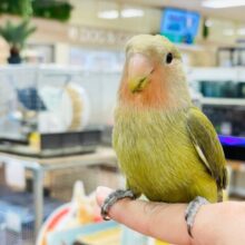 【最新画像更新🪄カゴデビューしました☆】濃い抹茶🍵コザクラインコ（オリーブ）ヒナ