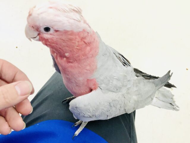 モモイロインコ