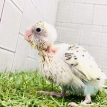 こんなカラーはお好きですか？？　セキセイインコ