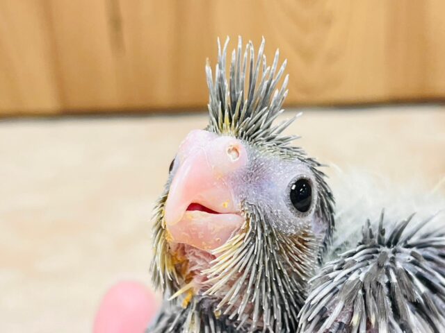 オカメインコ