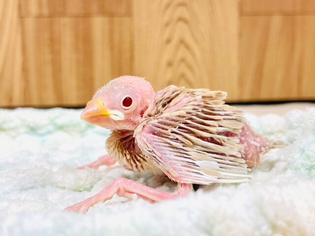 シナモン文鳥