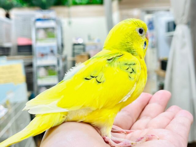 セキセイインコ