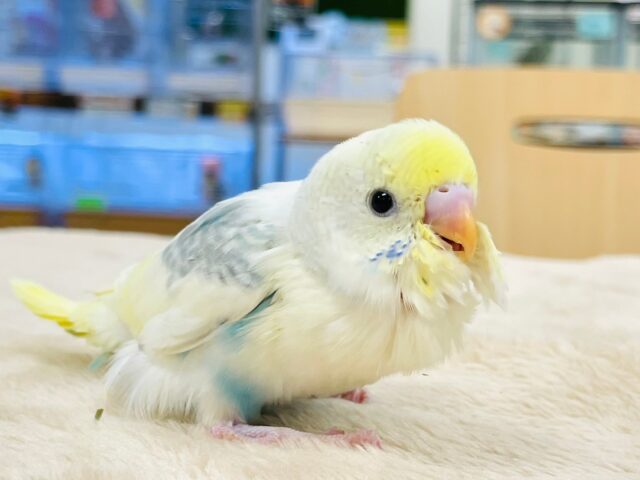 セキセイインコ