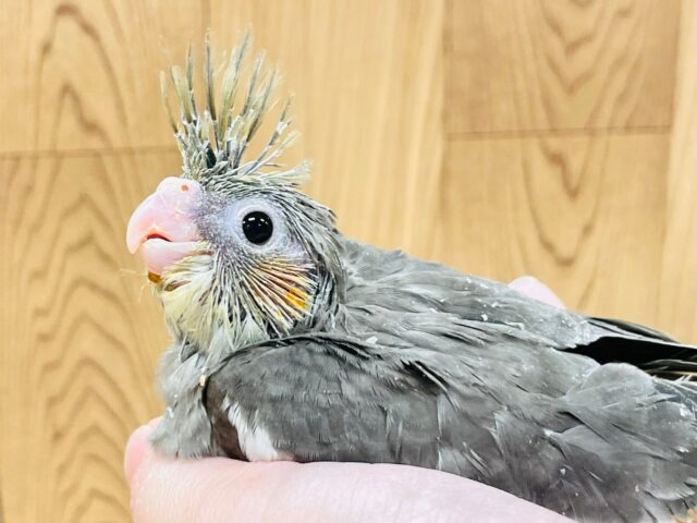 オカメインコ