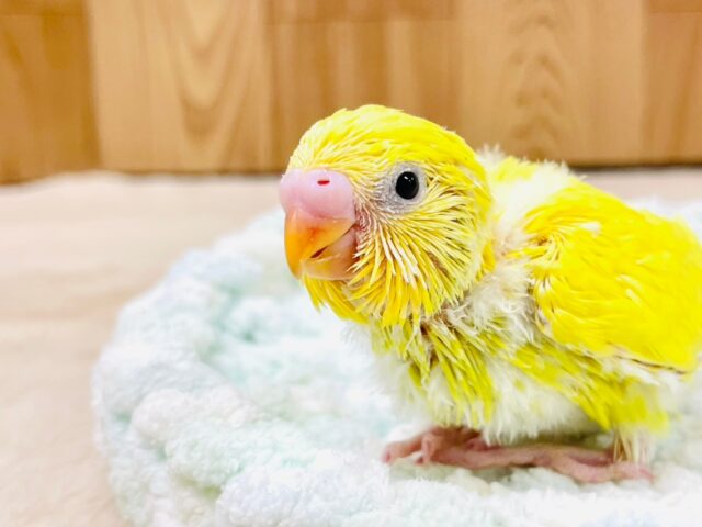 セキセイインコ