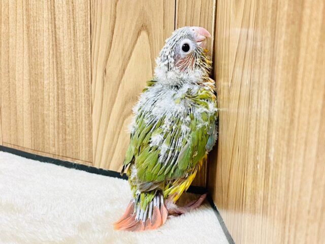 ホオミドリウロコインコ