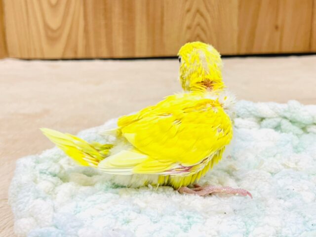 セキセイインコ