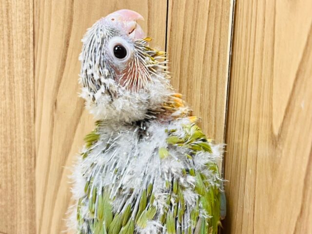 ホオミドリウロコインコ