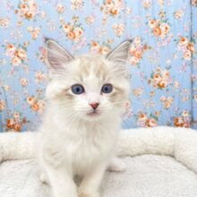 またまた登場、レアカラーの!!　ラグドールの男のコ 2025.2/22撮影