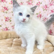 ハチワレ美人さん💗　ラグドールの女のコ　2025.2/8撮影