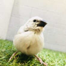 【最新画像更新☆☆】最近人気カラーなのかな？？　シルバー文鳥①