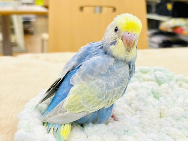 セキセイインコ
