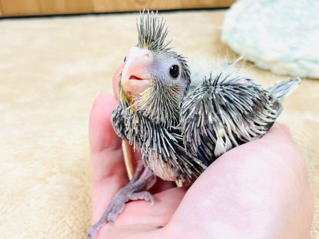 オカメインコ