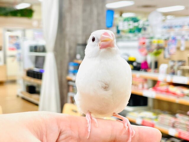 白文鳥