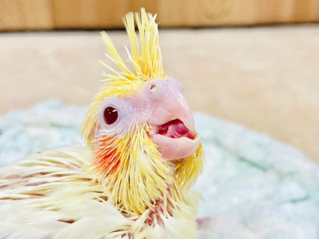 オカメインコ