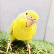 【最新画像更新☆☆】シャイニーング☀明るく眩しいカラーです　セキセイインコ　