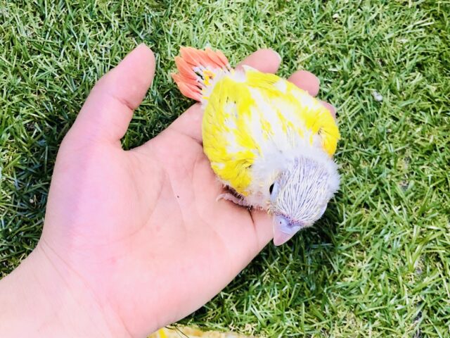 ホオミドリウロコインコ