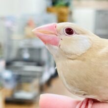 【最新画像更新🪄カゴデビューしました☆】ほっこりミルクティー(*´˘`*)♥シナモン文鳥　ヒナ