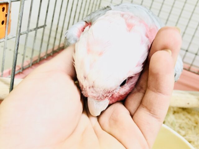 モモイロインコ