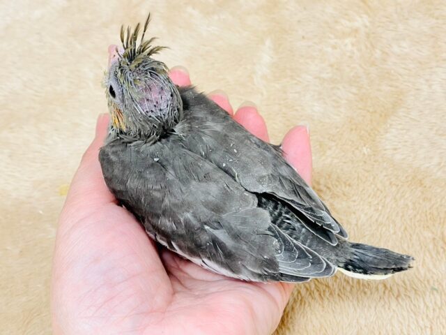 オカメインコ