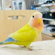 【動画更新🪄カゴデビューしました☆】鮮やかゴージャス💛✨コザクラインコ（ゴールデンチェリー）ヒナ