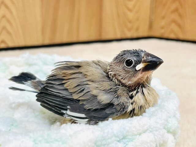 すくすく成長中☆☆桜文鳥　ヒナ