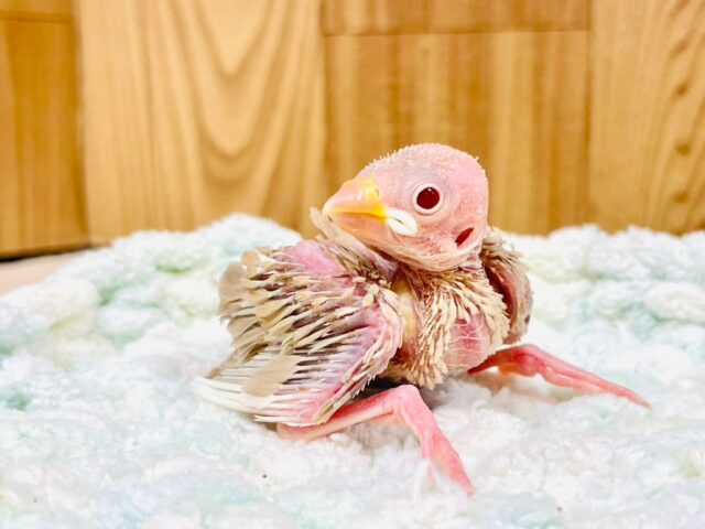 シナモン文鳥