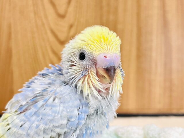 何をしてても可愛い🧚🏻. 𓈒𓏸︎︎︎︎セキセイインコ（パステルレインボースパングル）ヒナ