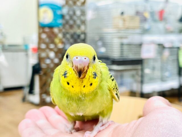 セキセイインコ