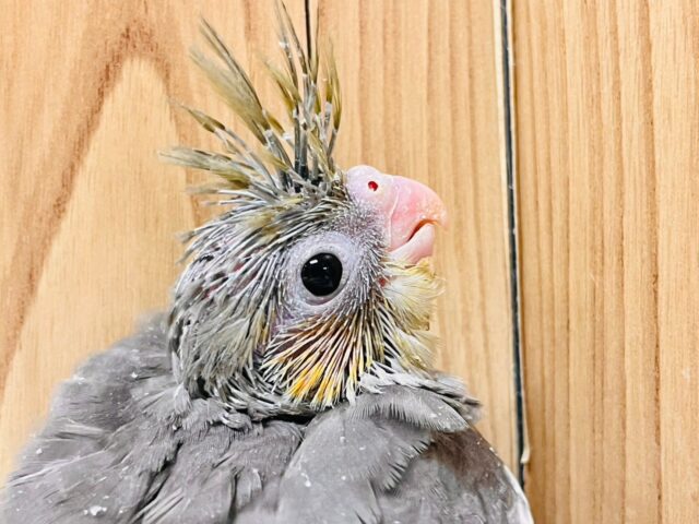 オカメインコ