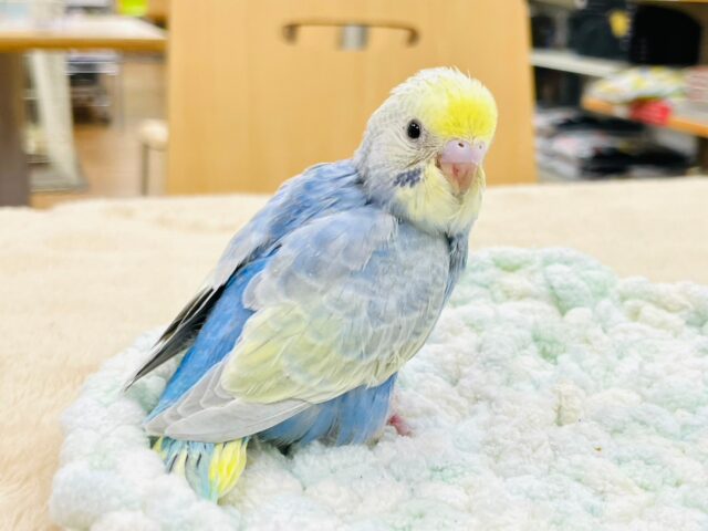 セキセイインコ