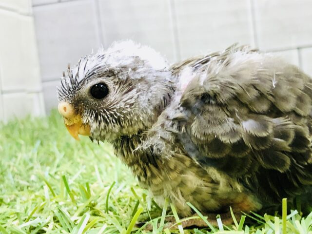 アキクサインコ（秋草インコ）