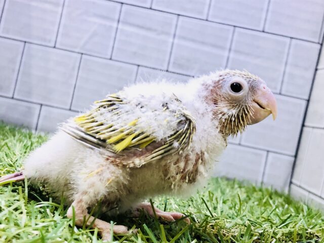 ホオミドリウロコインコ