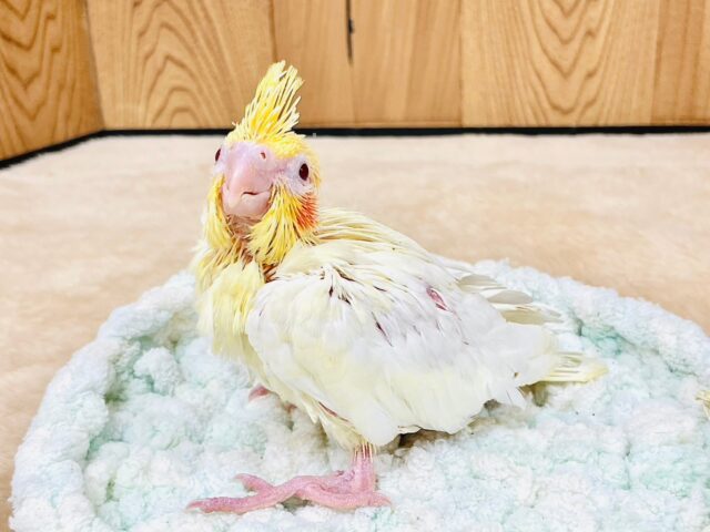 オカメインコ