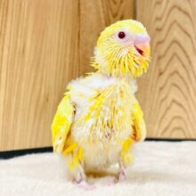 表情豊かな黄色い鳥さん🐣セキセイインコ（ルチノー）ヒナ
