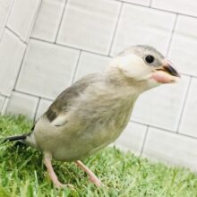 【最新画像更新☆☆】定番！人気！王道！そんな言葉が似合うカラー♪　桜文鳥